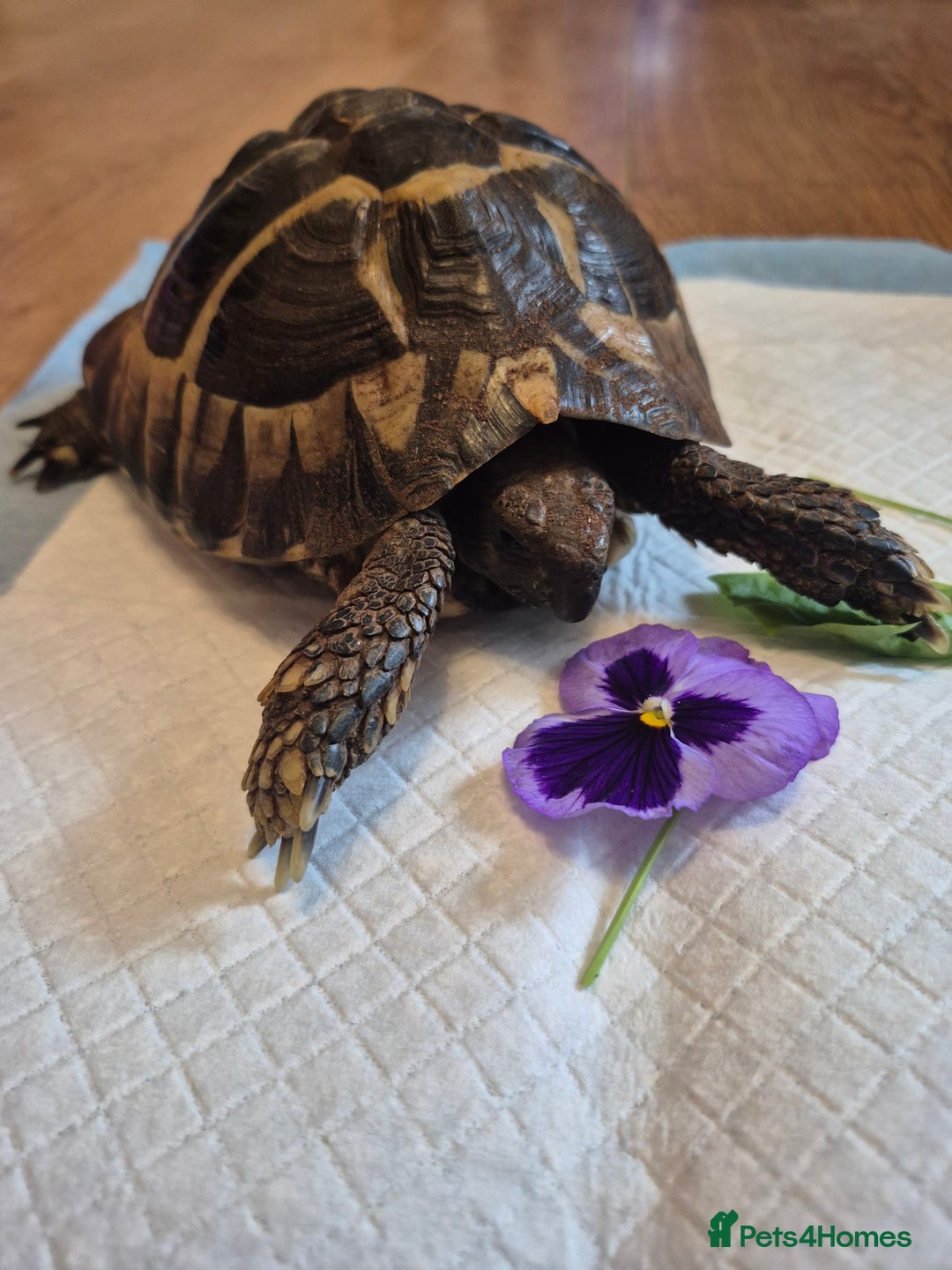 Tortoise reptiles for sale: reluctantly need to rehome my lovely tortoise  - Image 7