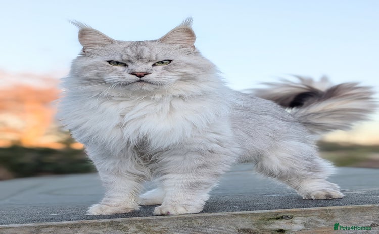 Maine Coon cats Black Silver Shaded proven stud boy - Advert 12