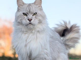 Maine Coon cats Black Silver Shaded proven stud boy - Advert 1