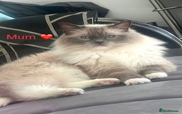 Ragdoll cats for sale: Purebred Blue Point Ragdoll Kittens 🐾 - Image 7