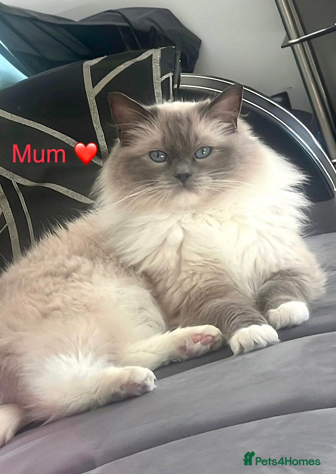 Ragdoll cats for sale: Purebred Blue Point Ragdoll Kittens 🐾 - Image 7