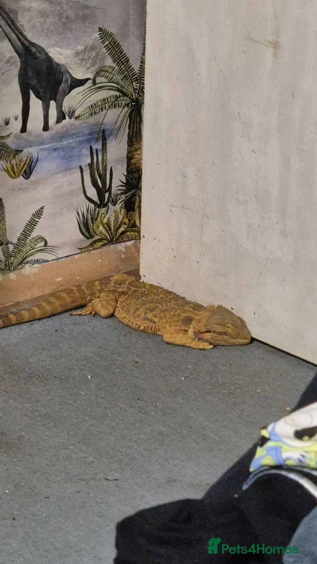 Bearded Dragon reptiles for sale: Female bearded dragon (flash) in Wellingborough - Advert 2