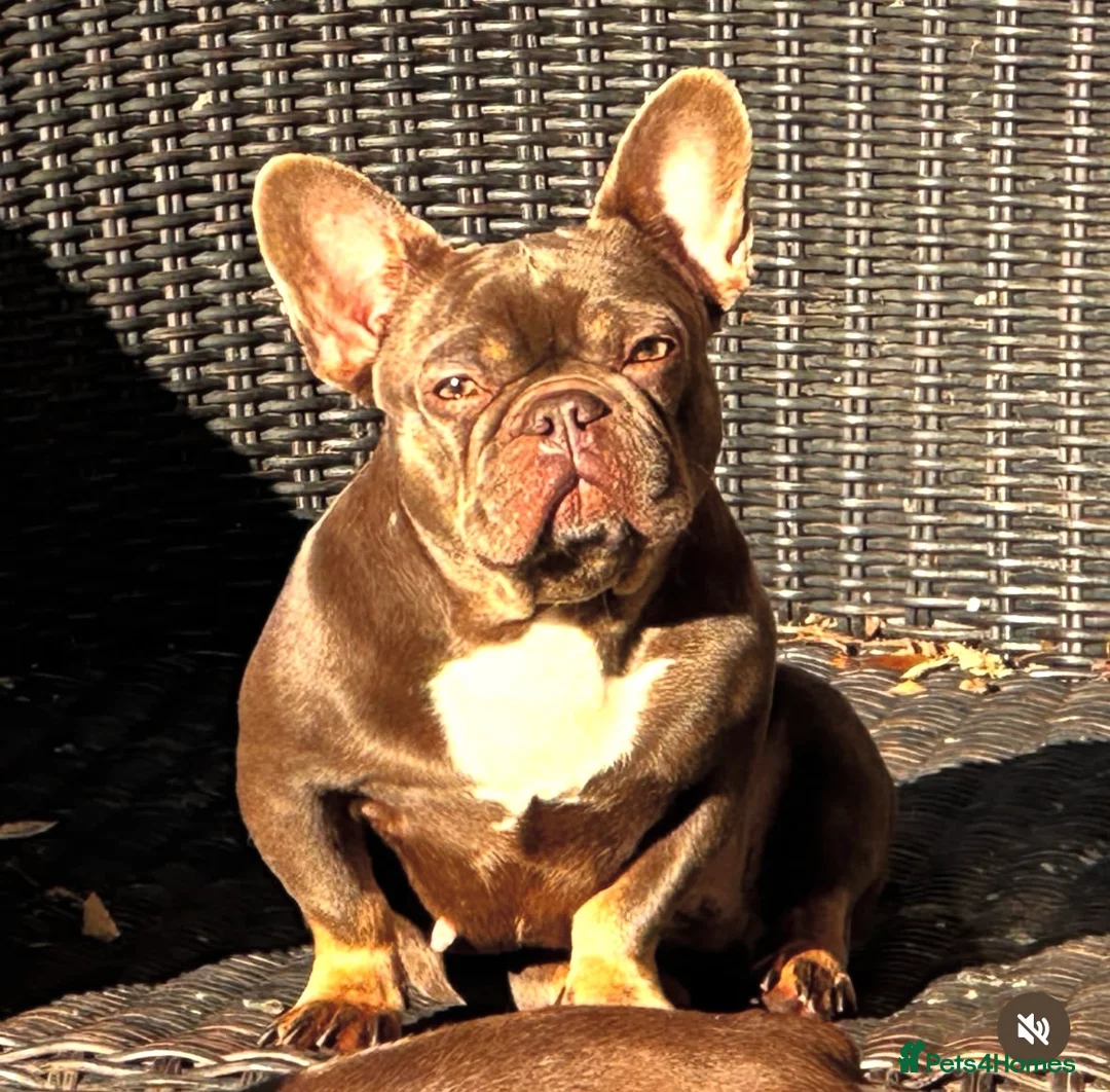 French Bulldog dogs for sale: Micro Merle, solid, wire hair and standard litter - Advert 2