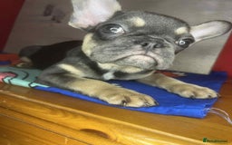 French Bulldog dogs for sale: 🐾 French Bulldog Puppies for Sale - Image 5