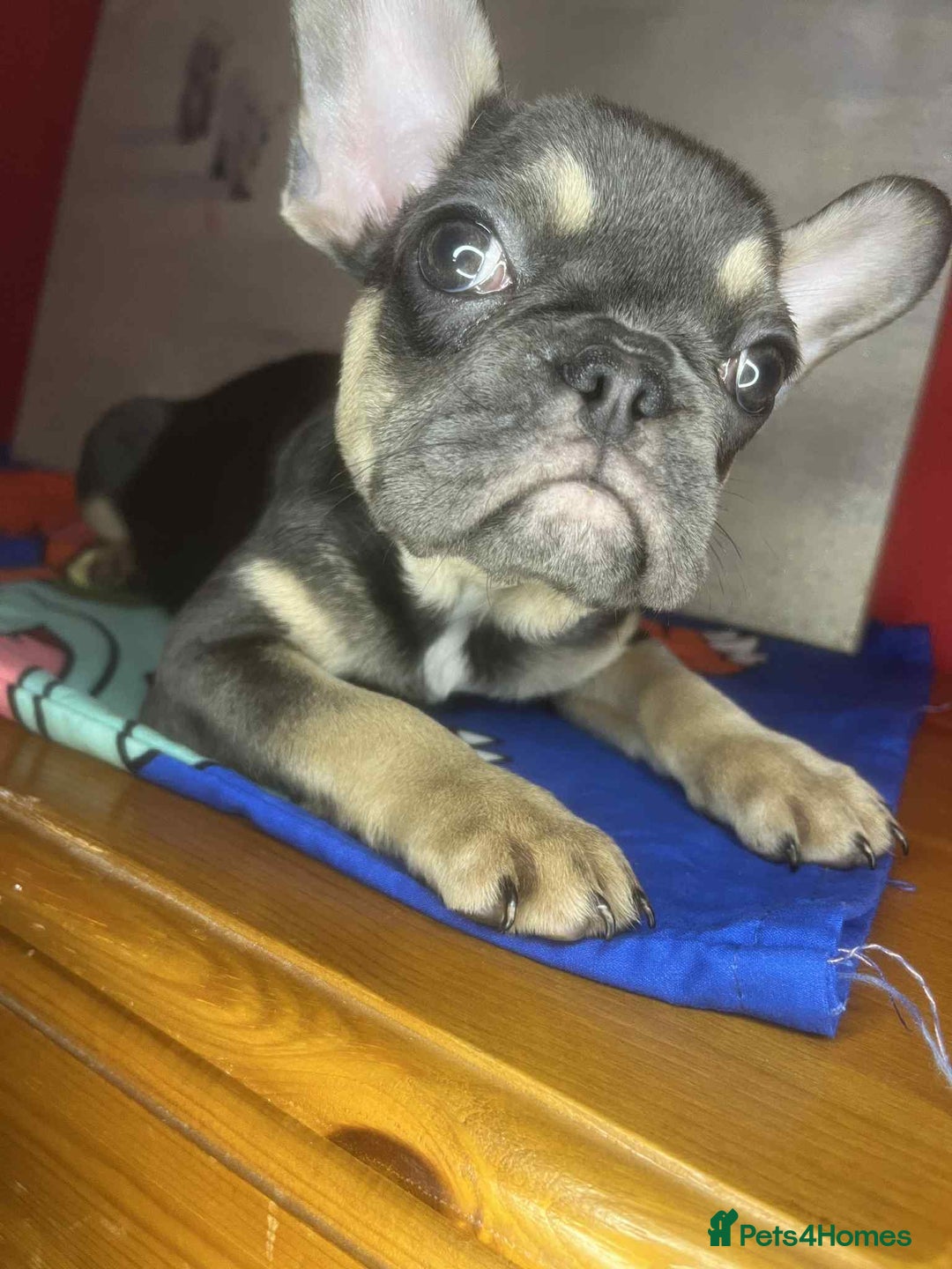 French Bulldog dogs for sale: 🐾 French Bulldog Puppies for Sale - Image 5