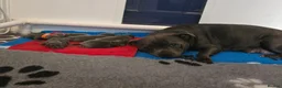 Staffordshire Bull Terrier dogs for sale: Stunning Blue Staffie Pups 🐾 - Advert 13