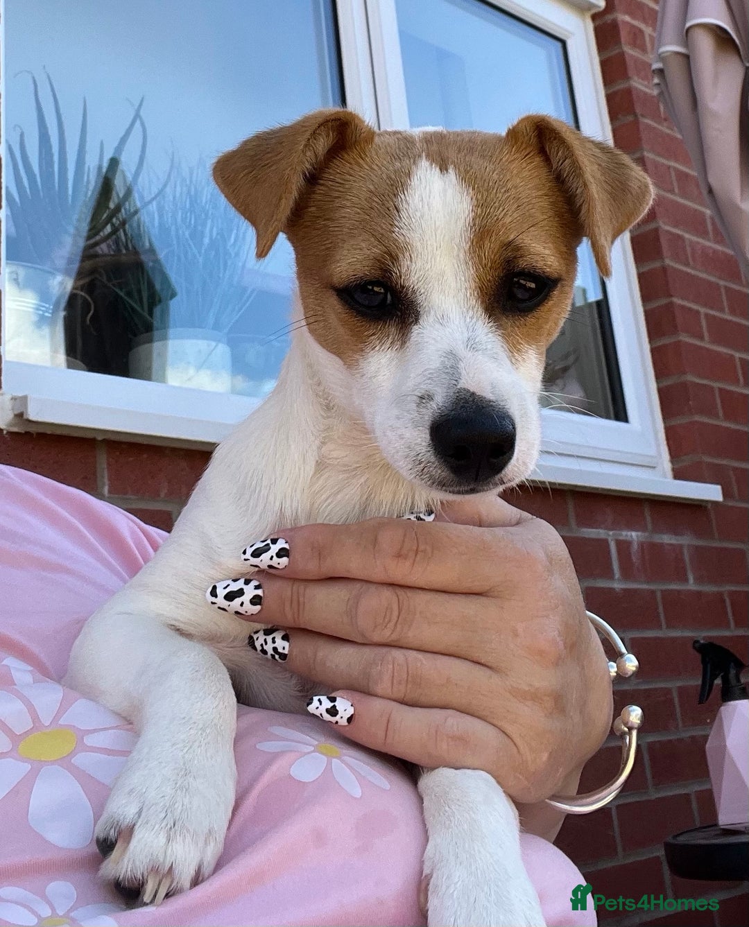 Jack Russell dogs for sale: Stunning Jack Russel girl Puppy - Image 4