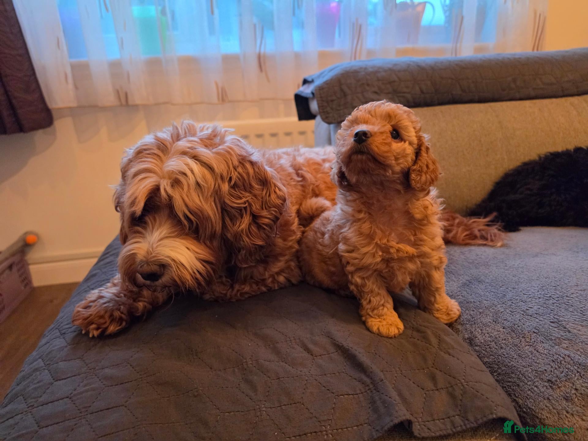 Cockapoo dogs Cockapoo puppy's from health checked parents - Advert 2