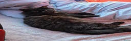 Mixed Breed cats for sale: 8 week old black half maine coone half tabby in Welwyn Garden City - Advert 15