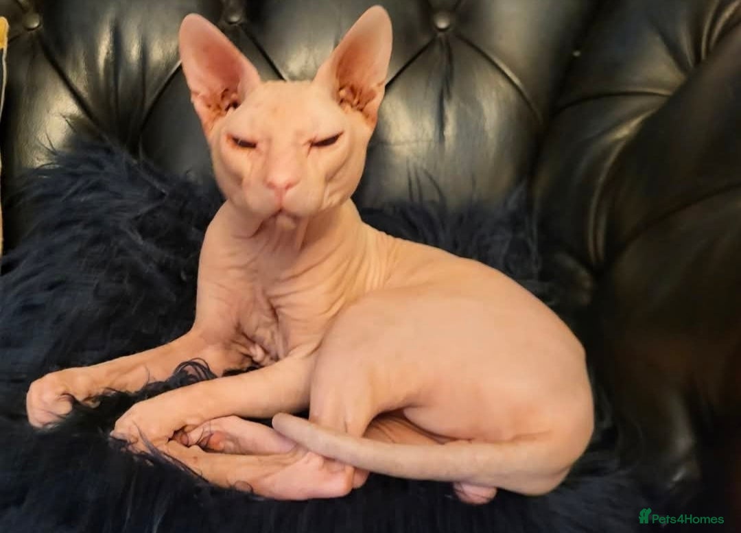 Sphynx cats Male 2 year old intact Donskoy Sphynx  - Advert 2