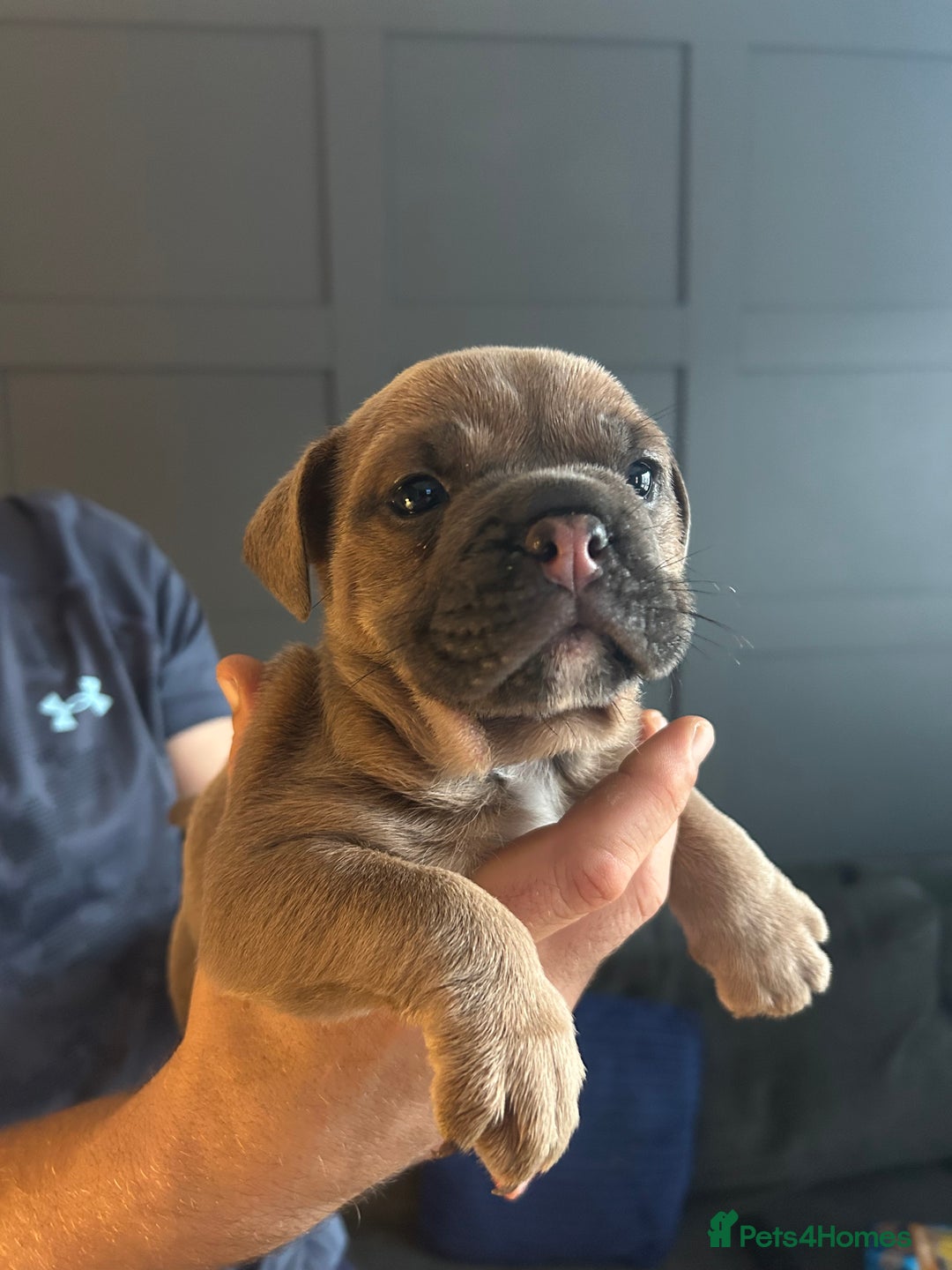 Mixed Breed dogs for sale: Bulldog puppy’s  - Image 9
