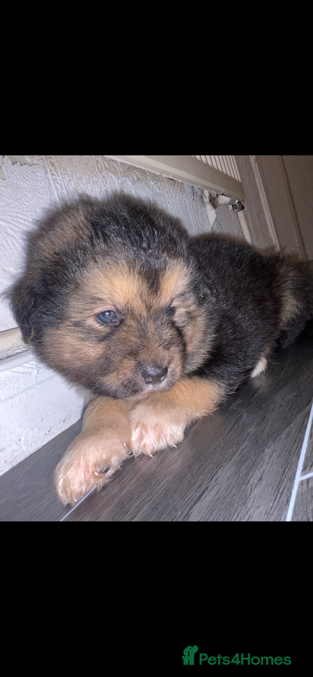 Mixed Breed dogs for sale: *only 1 male left* Malkita puppies 4 boys - Advert 26