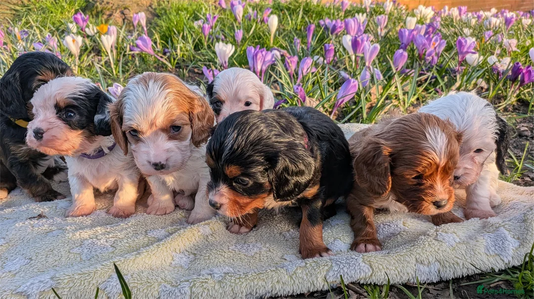 Cavapoochon dogs for sale:  F1b Cavapoochons  - DNA Tested Parents - Advert 1