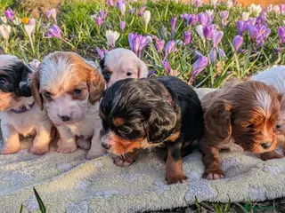 Cavapoochon dogs F1b Cavapoochons - DNA Tested Parents - Advert 1