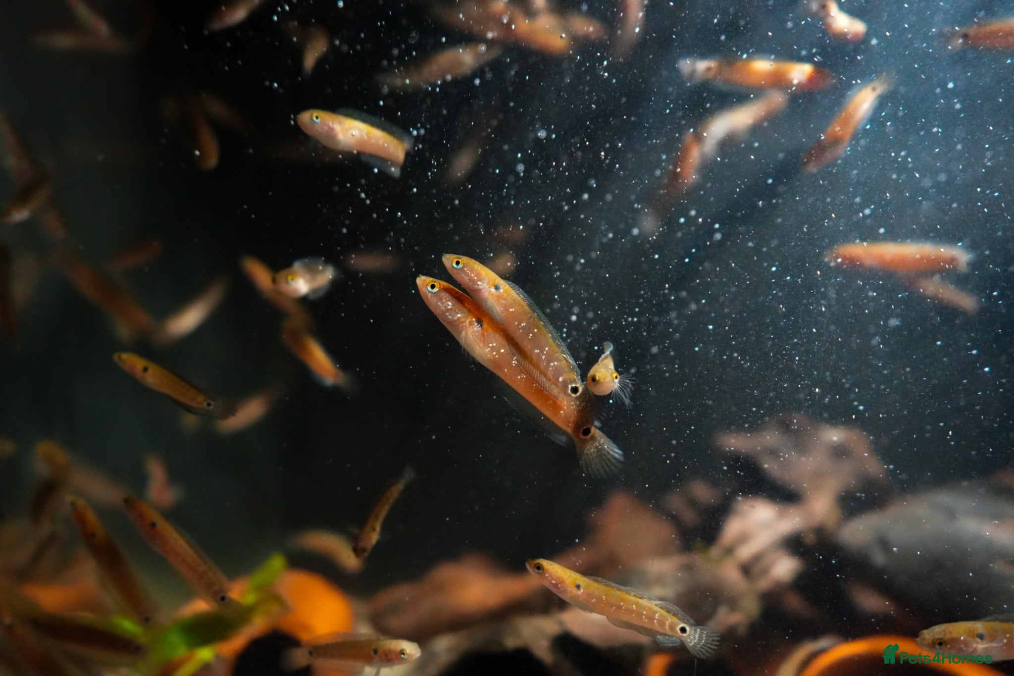 Other/Mixed Breed fish Red Chinese Snakehead - Advert 1
