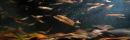 Other/Mixed Breed fish for sale: Red Chinese Snakehead - Advert 1