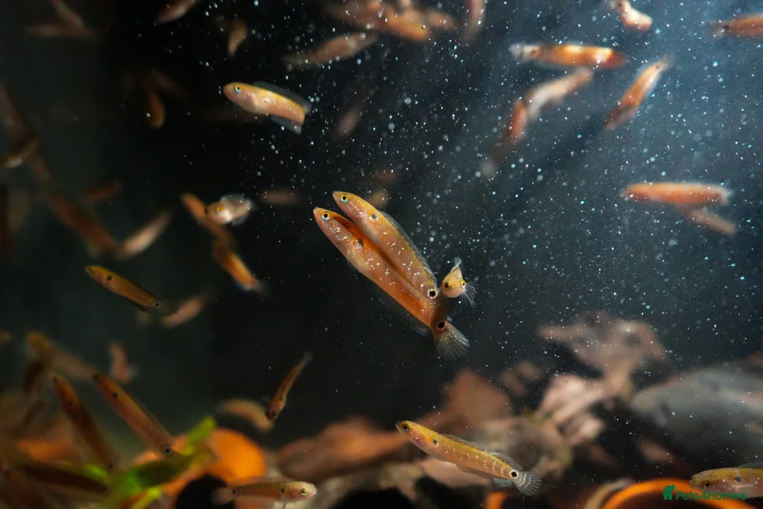 Other/Mixed Breed fish for sale: Red Chinese Snakehead - Advert 1