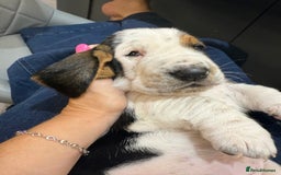Basset Hound dogs for sale: Beautiful Basset Hound Puppies  - Image 20
