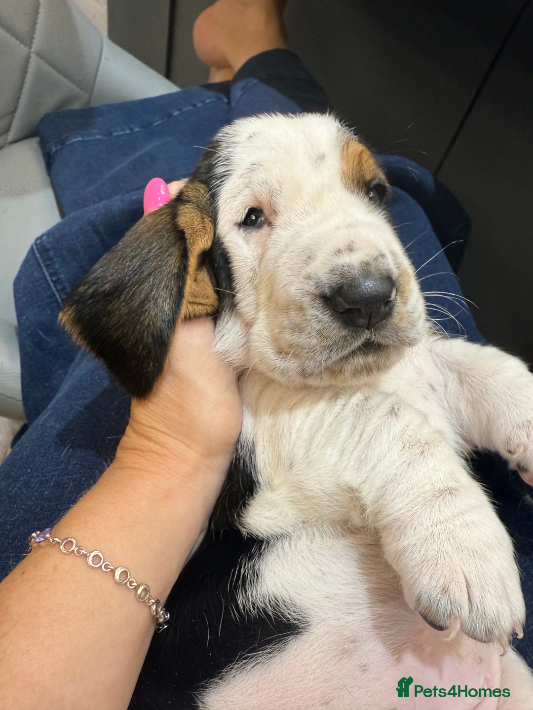 Basset Hound dogs for sale: Beautiful Basset Hound Puppies  - Image 20
