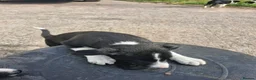 Border Collie dogs for sale: Border collie puppy bitches for sale in Bridgwater - Advert 4