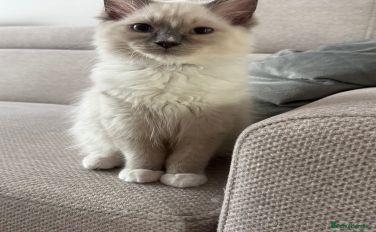 Ragdoll cats - Advert 13