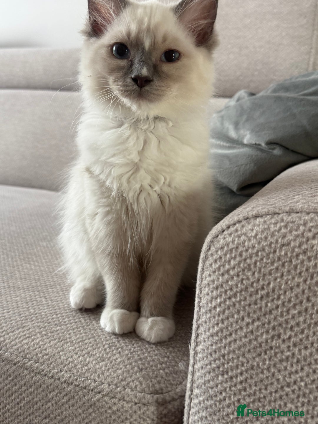 Ragdoll cats for sale: GCCF beautiful ragdoll Boy !! ❤️🏅🏅 - Image 1