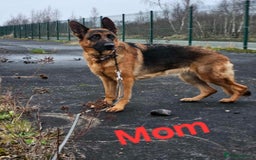 German Shepherd dogs for sale: Puppy German Shepherd  - Image 4