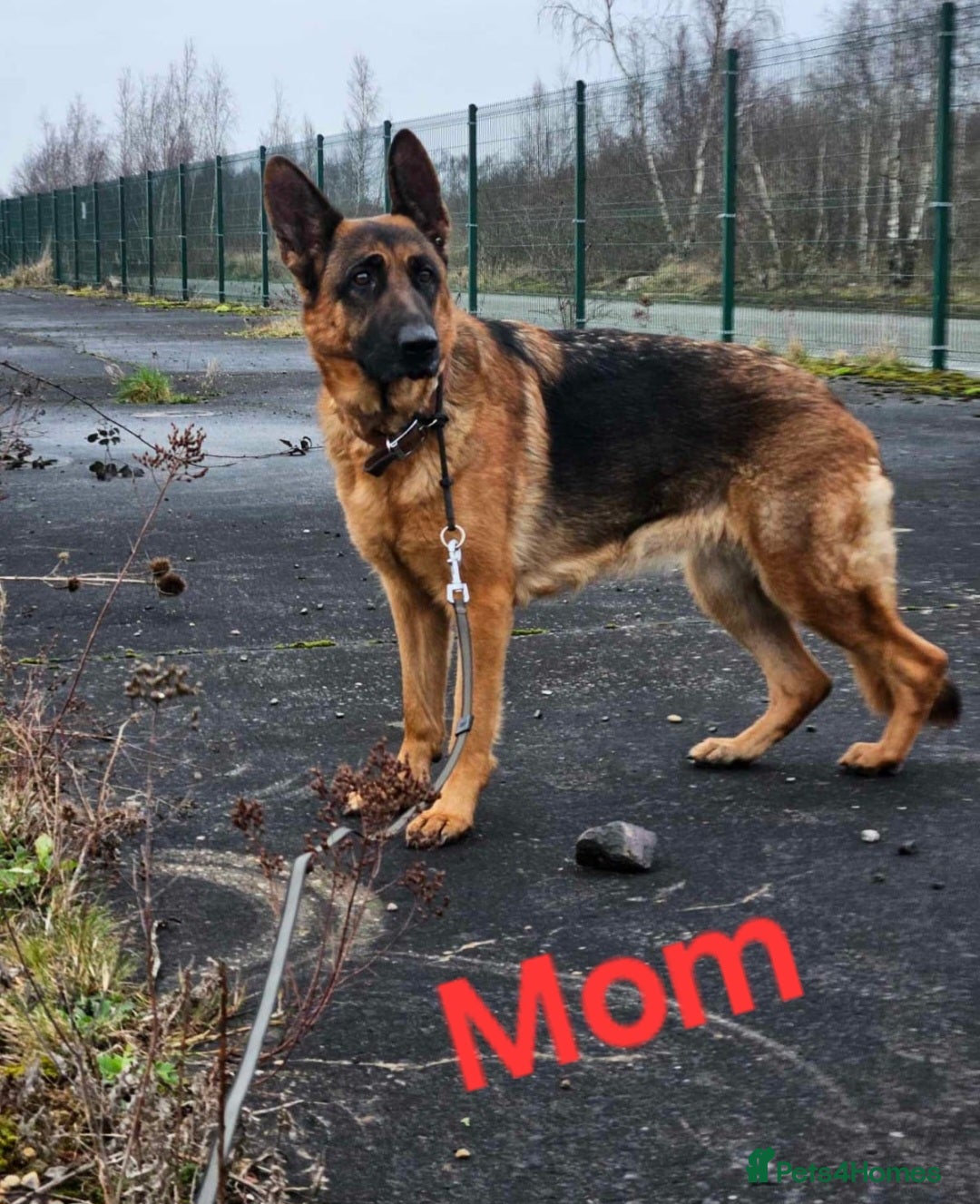 German Shepherd dogs for sale: Puppy German Shepherd  - Image 4