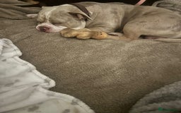 American Bully dogs for sale: Male pocket bully  - Image 2