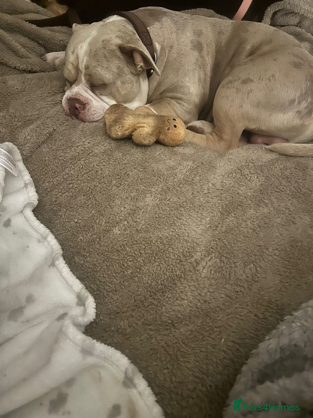 American Bully dogs for sale: Male pocket bully  - Image 2