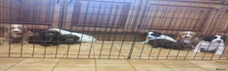 Cocker Spaniel dogs for sale: Cocker Spaniel Puppies Top Quality - Advert 17