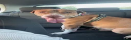 American Bull Staffy dogs for sale: American bull staffy - Advert 8