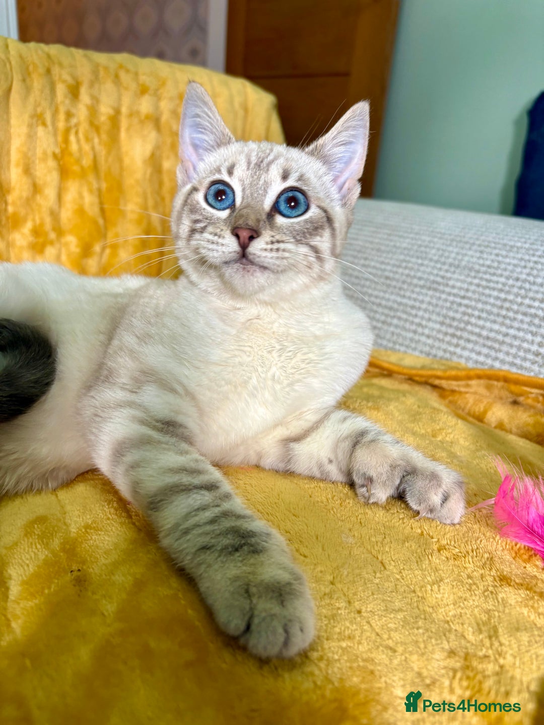 Bengal cats for sale: Breathtaking rare polydactyl snow leopard  - Advert 35