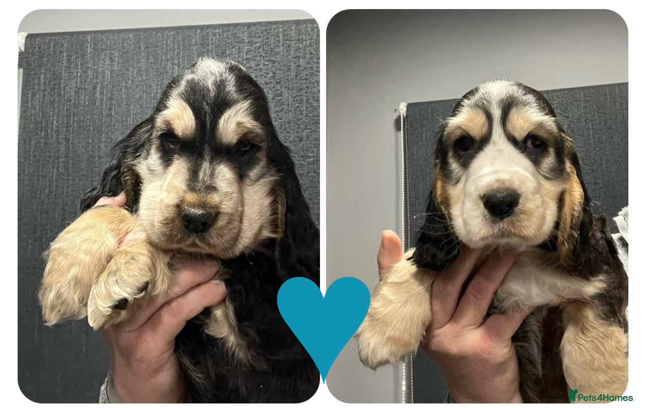 Cocker Spaniel dogs Show Cocker Spaniel puppies from DNA tested parent - Advert 12