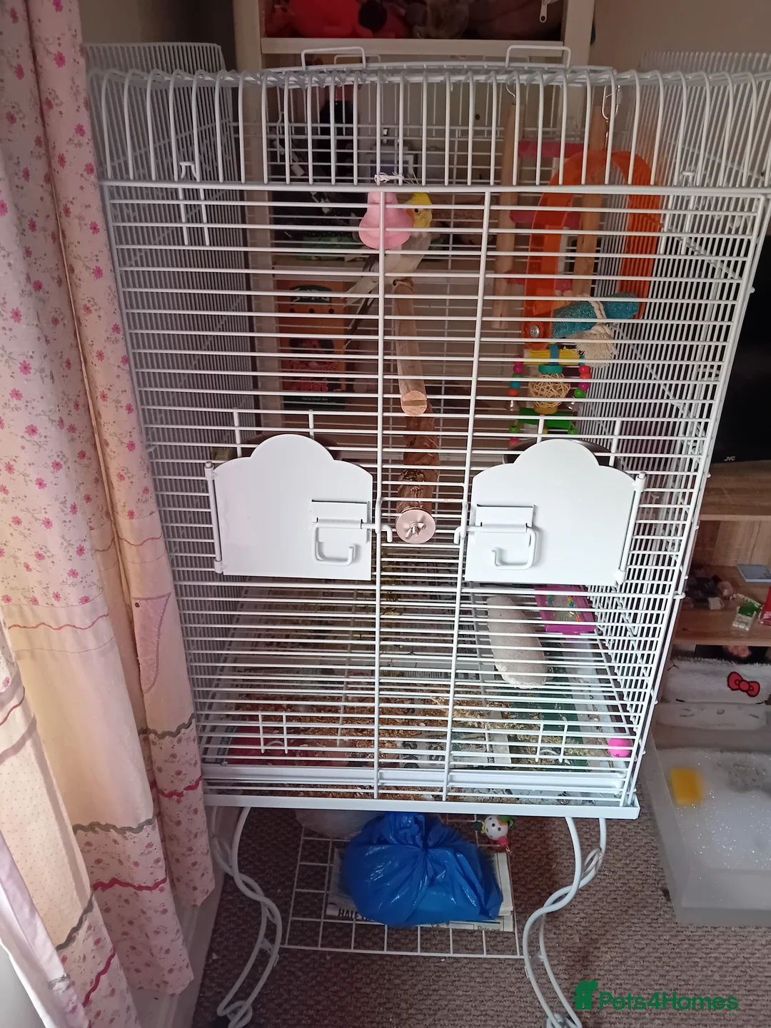 Canaries birds for sale: Cockatiel for sale in Ellesmere Port - Advert 1