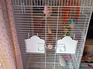 Canaries birds Cockatiel for sale in Ellesmere Port - Advert 3