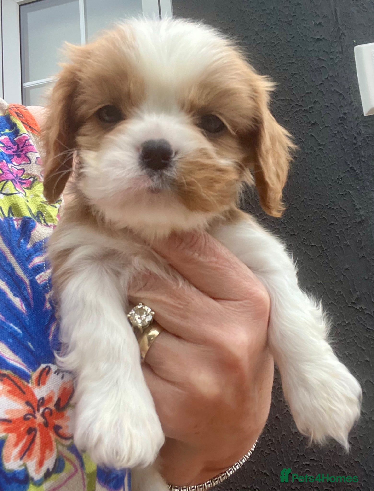 Cavalier King Charles Spaniel dogs Kc Reg, fully health tested CKCS licensed breeder - Advert 1