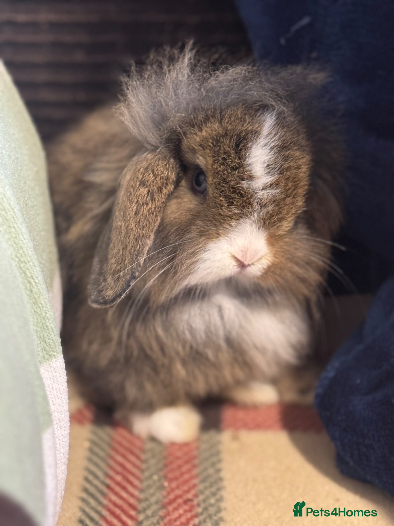 Mini Lop rabbits Gorgeous mini lop & lion lop babies (vaccinated)  - Advert 2