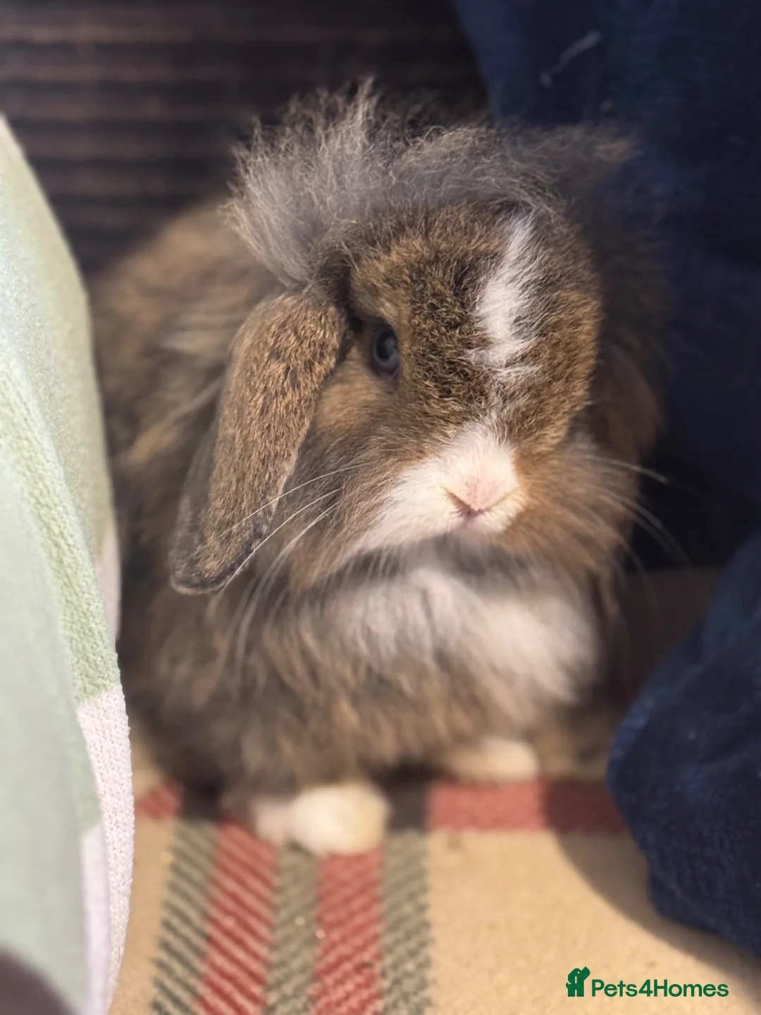 Mini Lop rabbits for sale: Gorgeous mini lop & lion lop babies (vaccinated)  in Llandysul - Advert 2