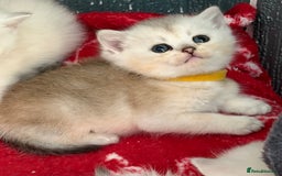British Shorthair cats for sale: Stunning BSH golden silver kittens TICA - Image 11