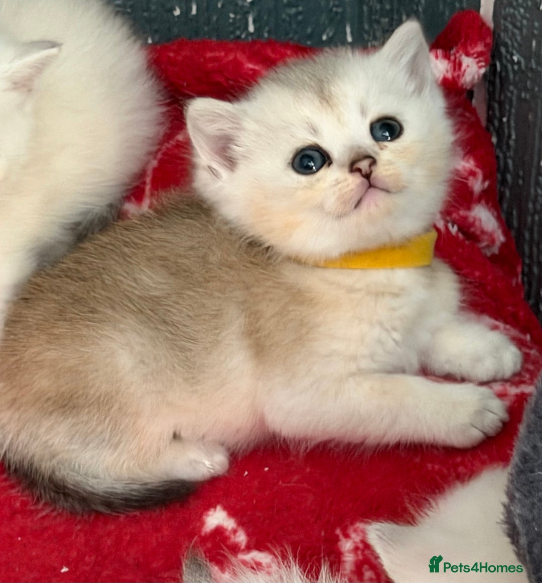 British Shorthair cats for sale: Stunning BSH golden silver kittens TICA - Image 11