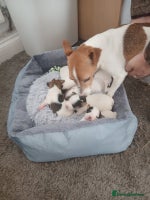 Jack Russell dogs Jack Russell - Advert 7