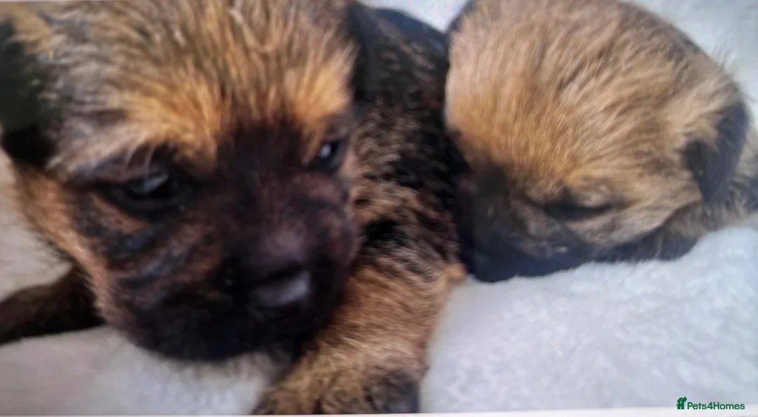 Border Terrier dogs for sale: Kc reg border terriers in Bucknell - Advert 8