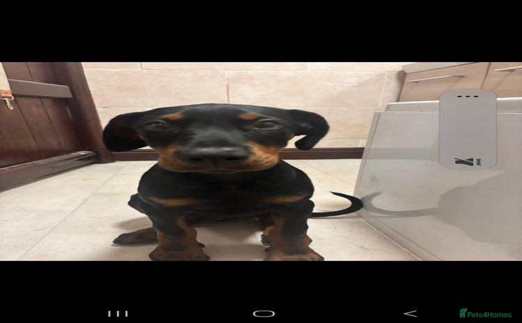Dobermann dogs - Advert 1