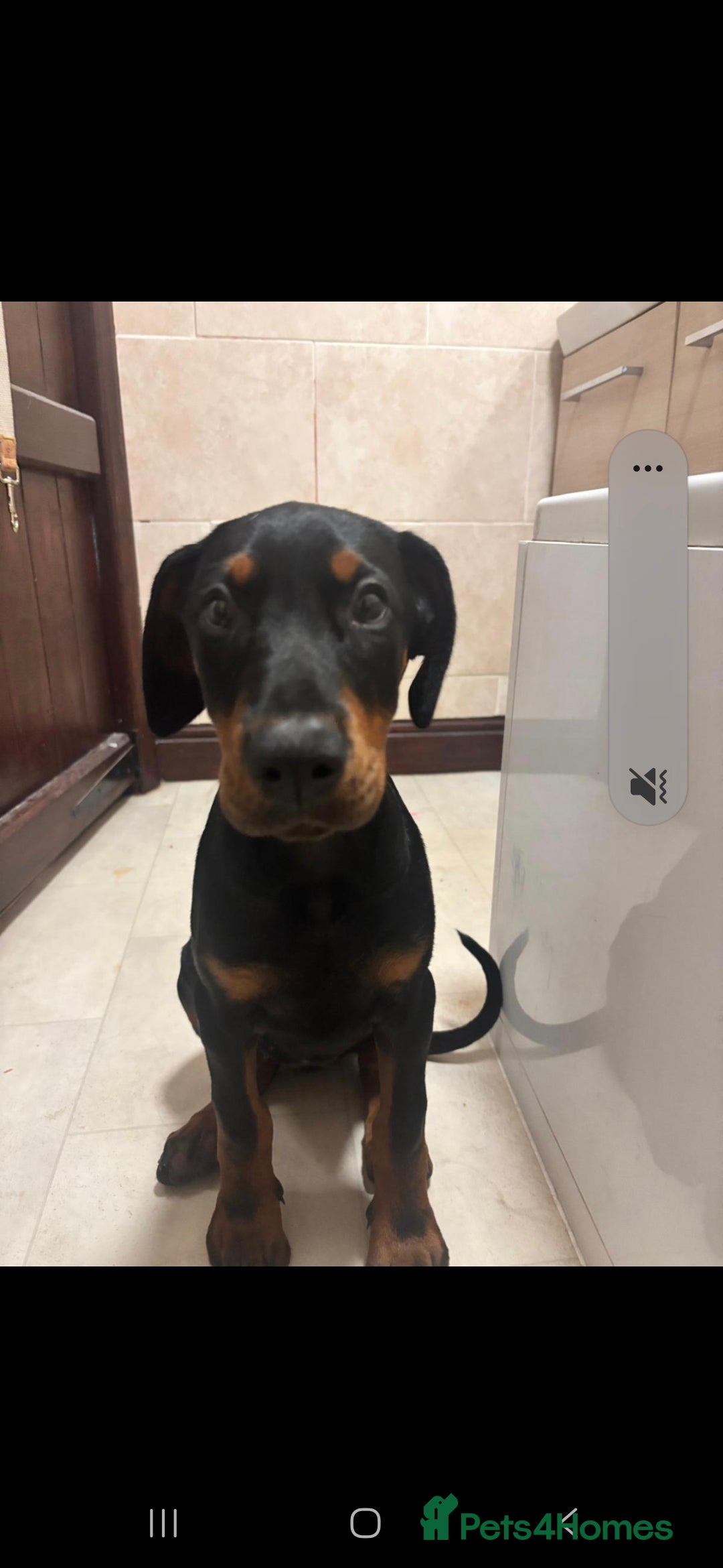 Dobermann dogs for sale: Female Doberman 14 weeks  - Image 1