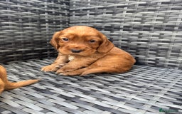 Cocker Spaniel dogs for sale: Gorgeous red cocker spaniels puppies  - Image 21