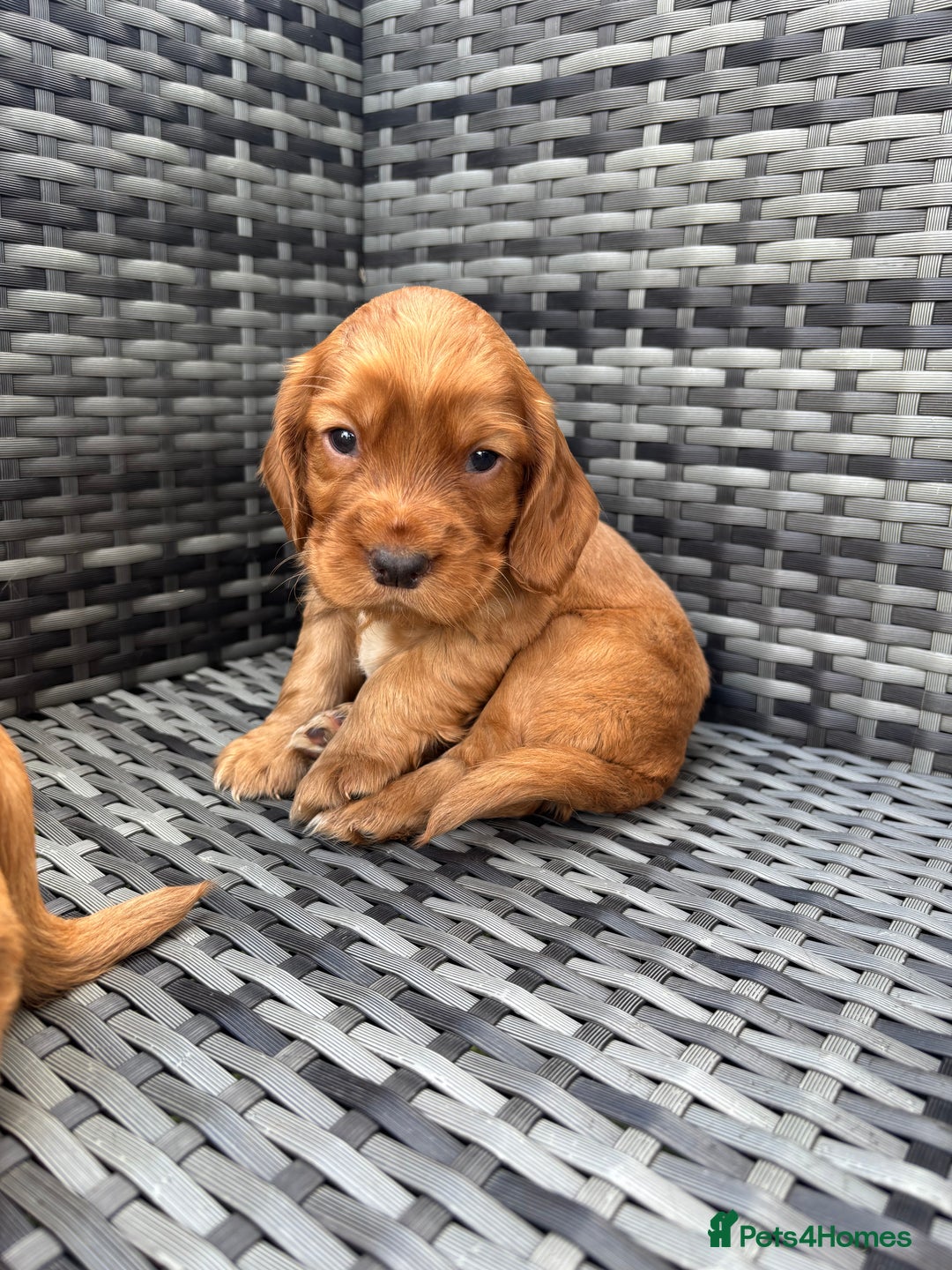 Cocker Spaniel dogs for sale: Gorgeous red cocker spaniels puppies  - Image 21