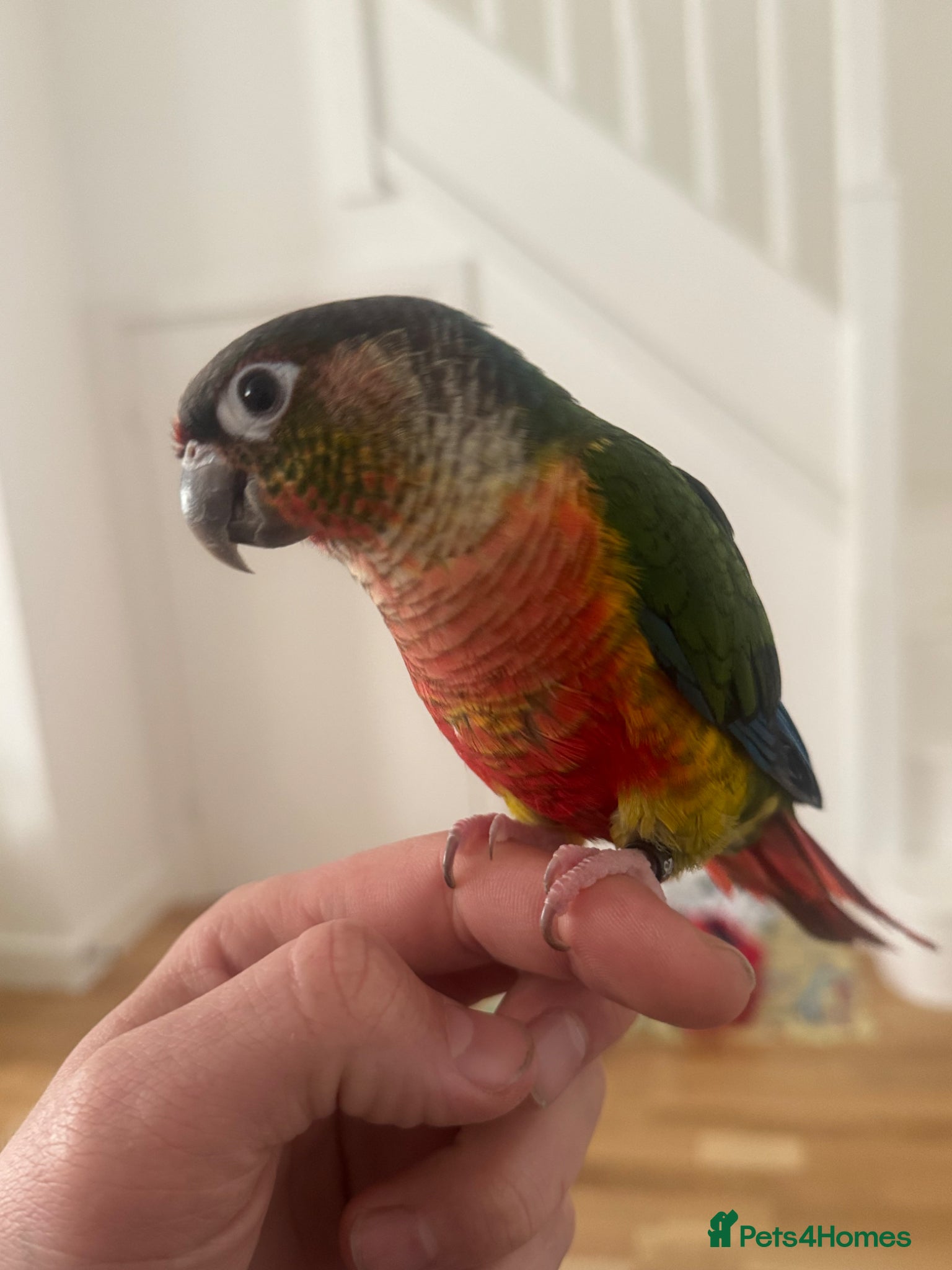 Conures birds Beautiful Conure SUPER TAME ! - Advert 5