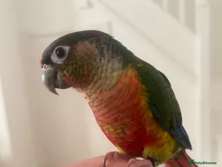 Conures birds Beautiful Conure SUPER TAME ! - Advert 5
