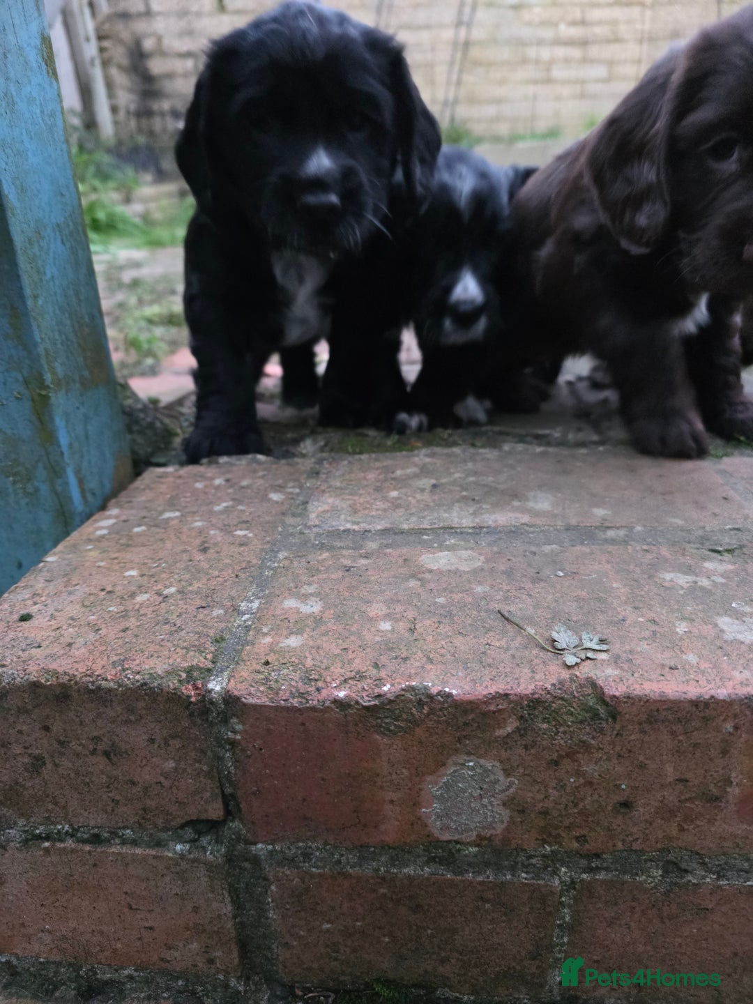 Cocker Spaniel dogs for sale: last puppy (girl) of the Working Cocker Spaniel - Advert 3